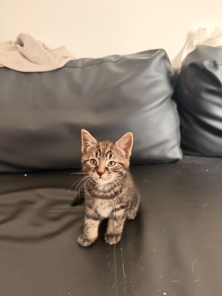 1 boy and 1 girl kitten for sale