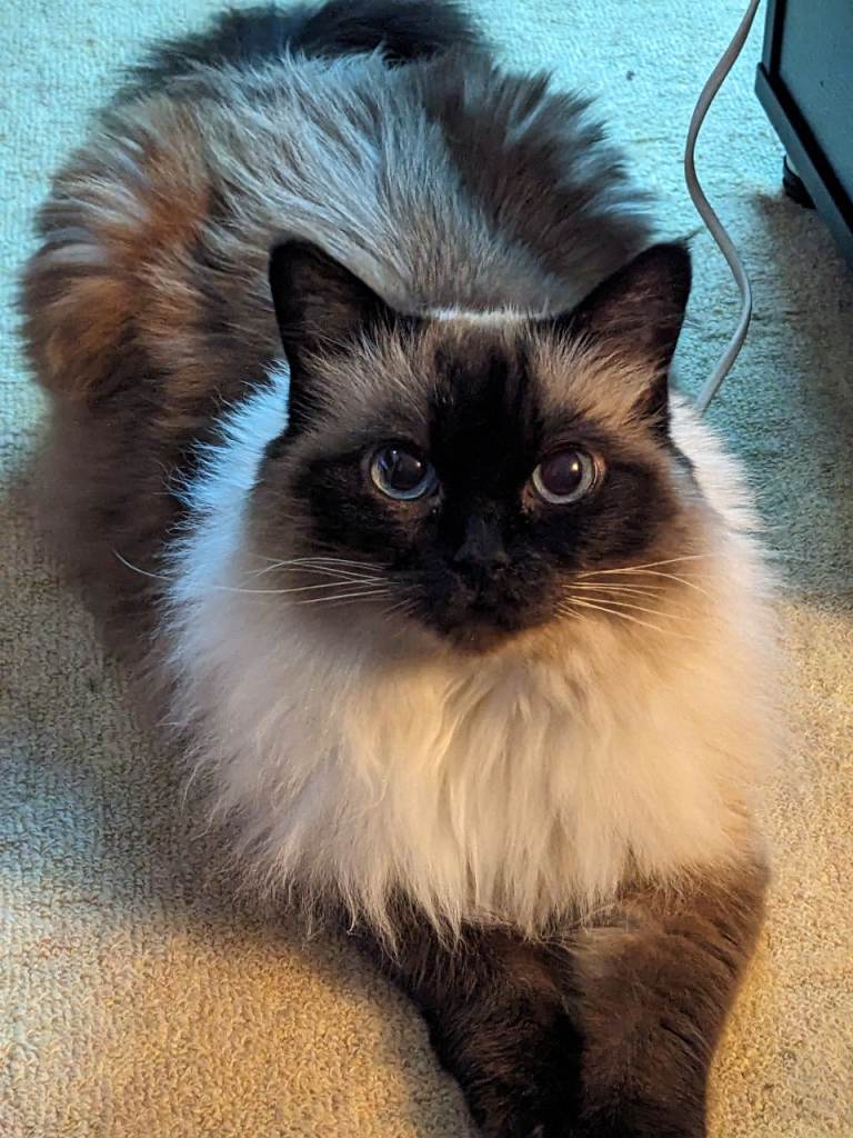 [RESERVED] Female Dark Point Ragdoll Cat Neutered Chipped 