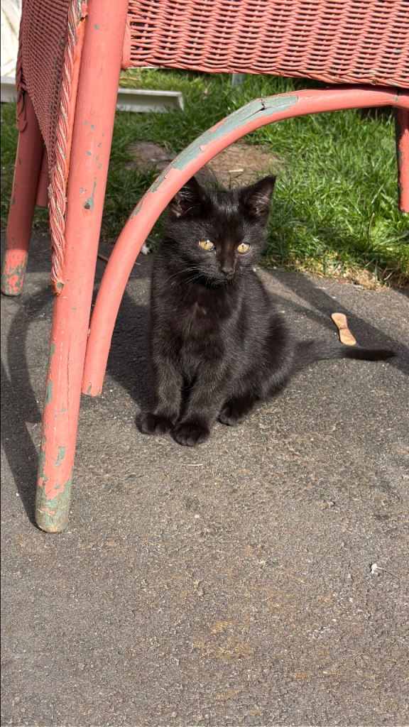 Two Beautiful Black - British Shorthair