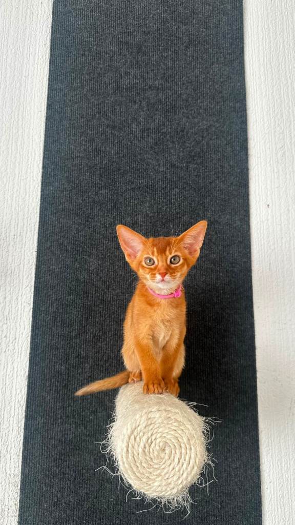 Abyssinian kitten's 