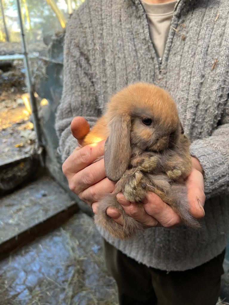 100% Pure Family Bred Mini Lop Bunnies 