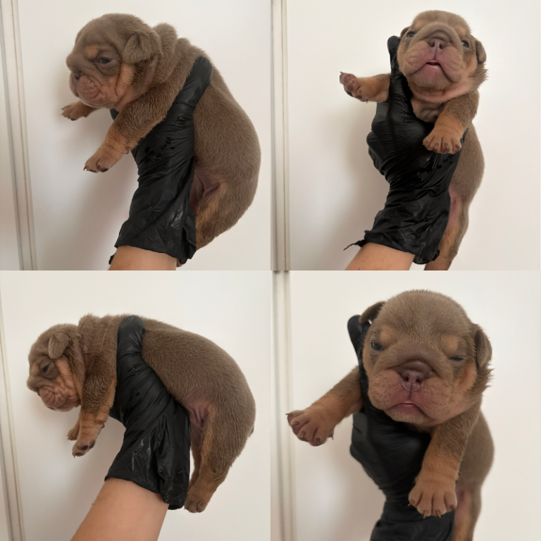 9 beautiful 5 ⭐️ English bulldogs 