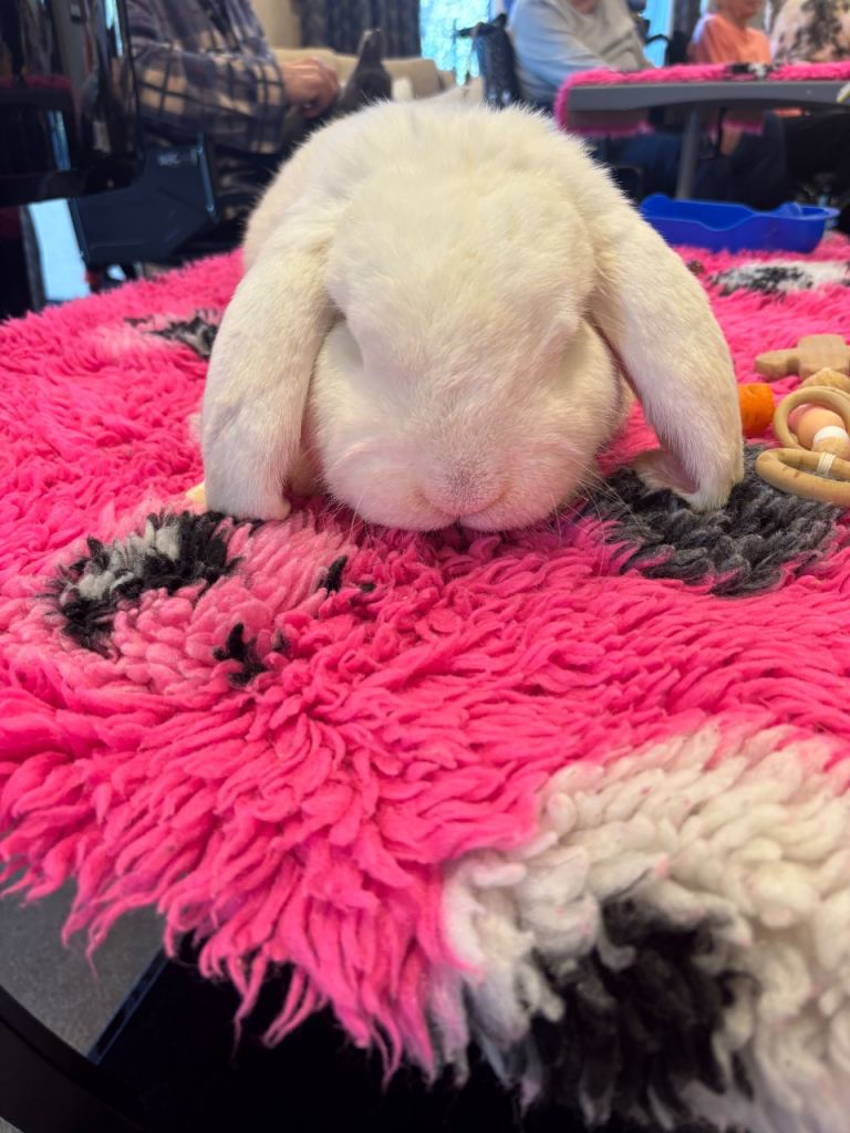 Beautiful 2 year old male Giant French Lop