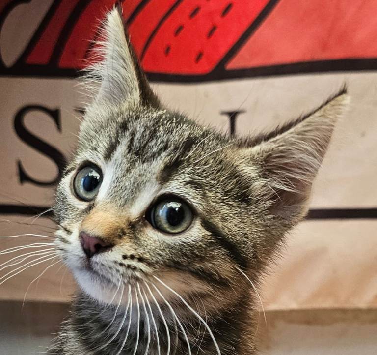 KITTENS FOR SALE READY TO LEAVE NOW