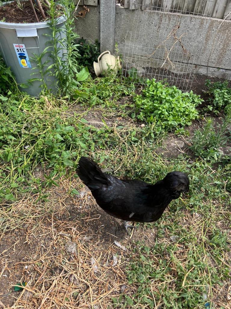 Chickens for sale 