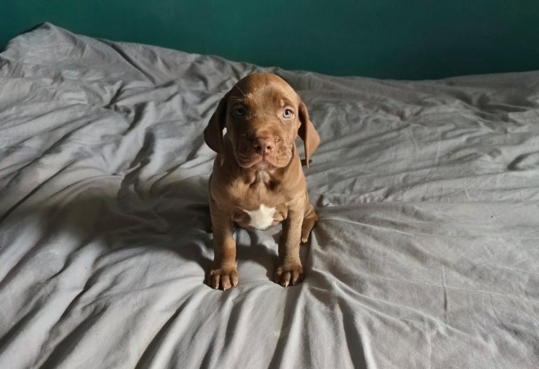 Weimeraner X puppies