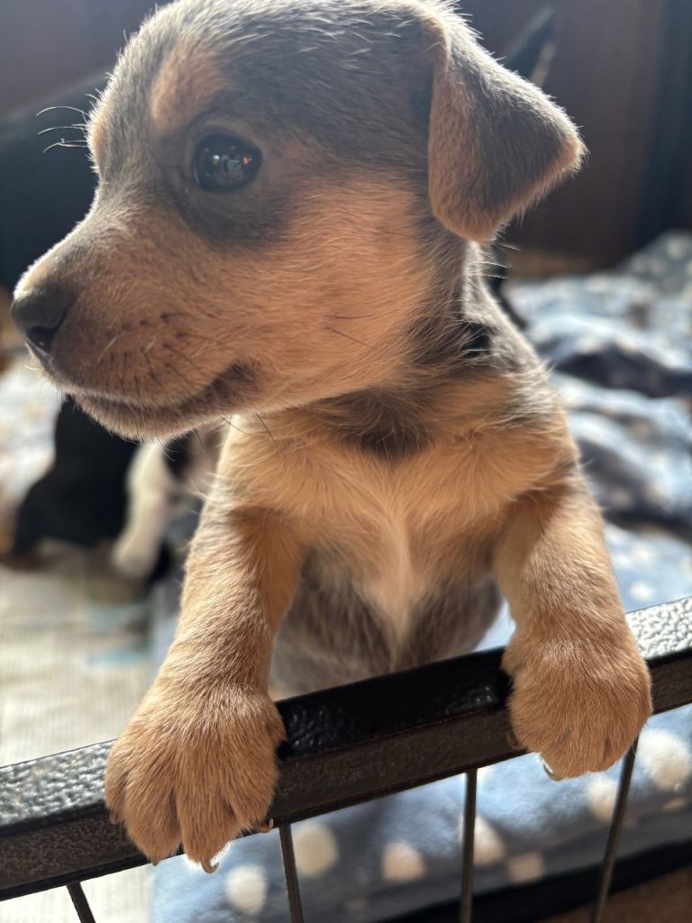 Beautiful Jack Russell Puppies