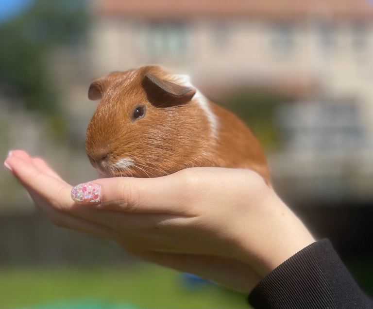 Gorgeous male baby guinea pigs 