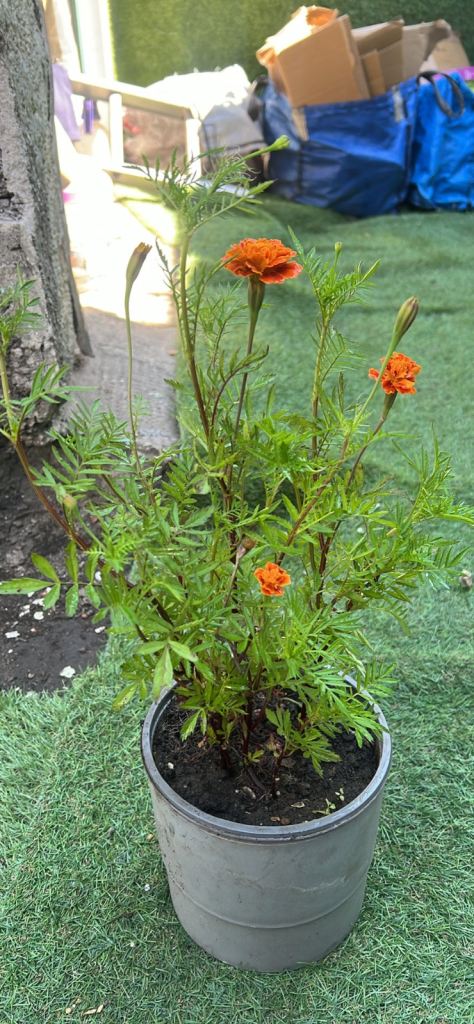 Flowers with pot