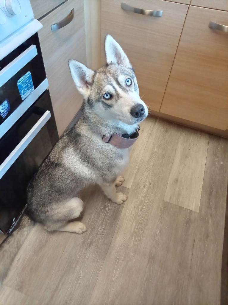 Husky 