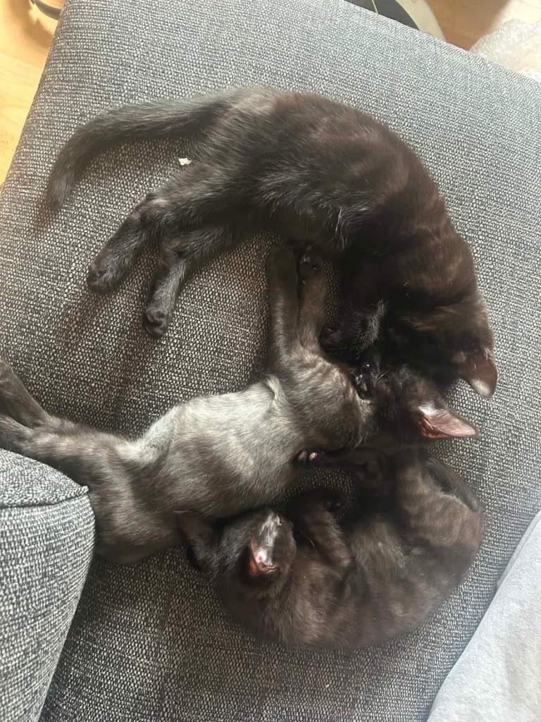 Maincoon cross kittens 