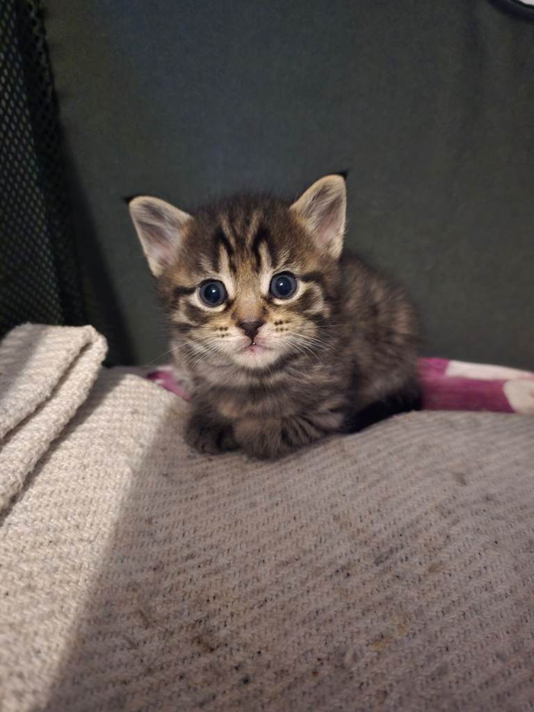 Maine Coon cross kittens