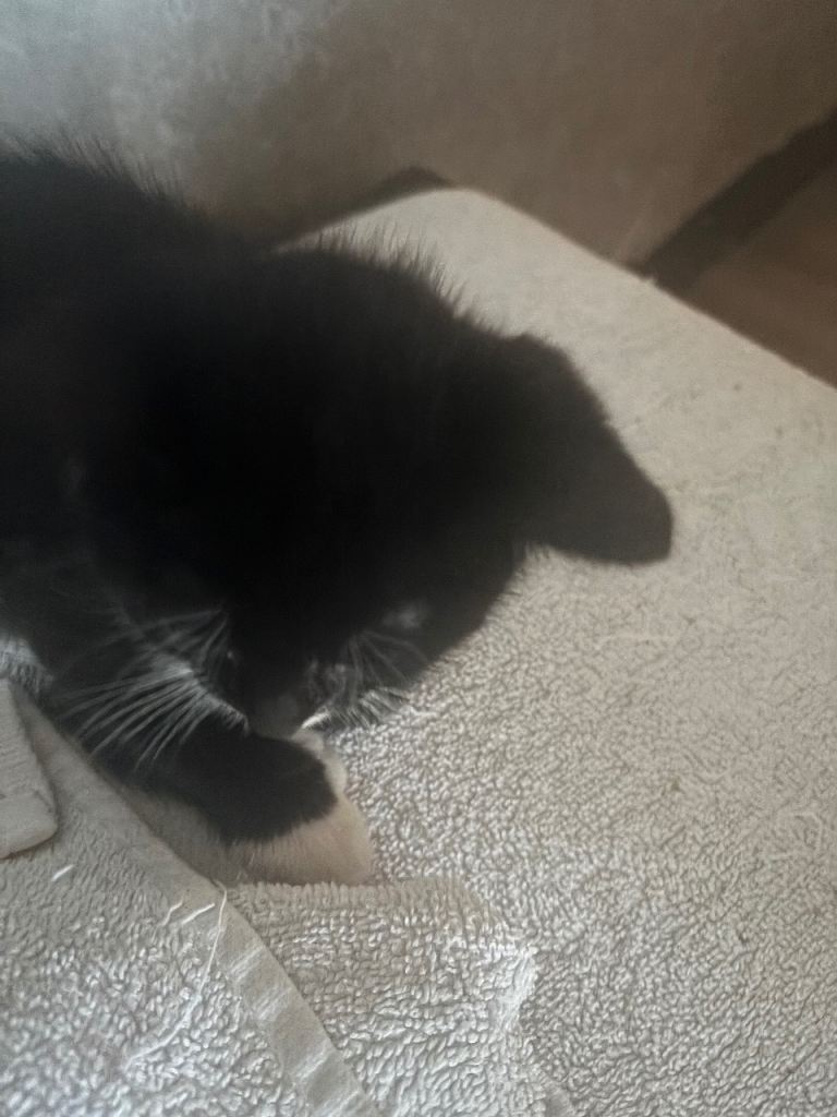 I male kitten left