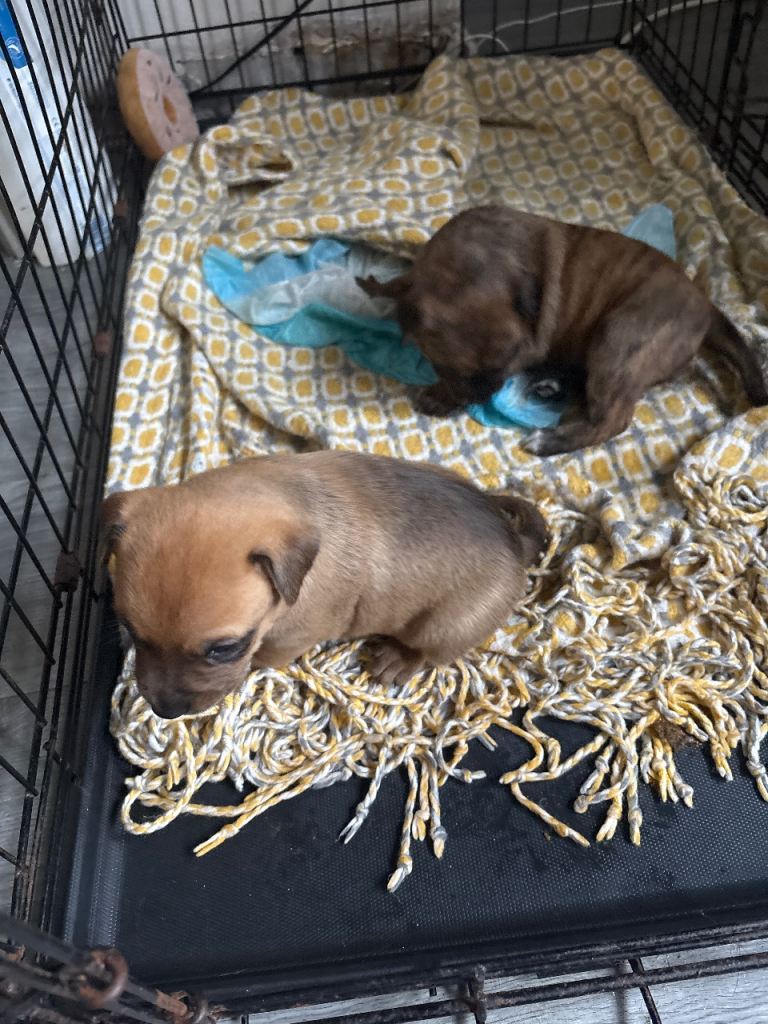 Staffy x Rottweiler pups