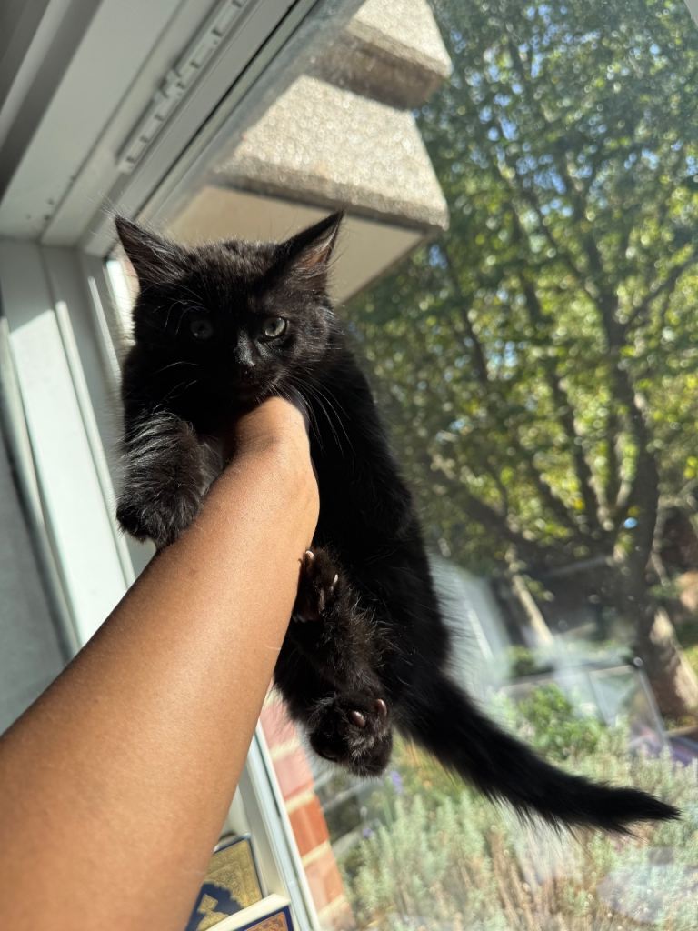 affectionate 8-week-old female kitten – loving home only