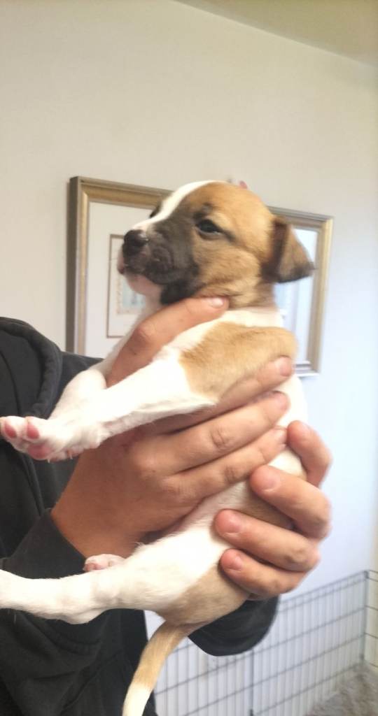 1 PUPPY LEFT READY TO LEAVE 