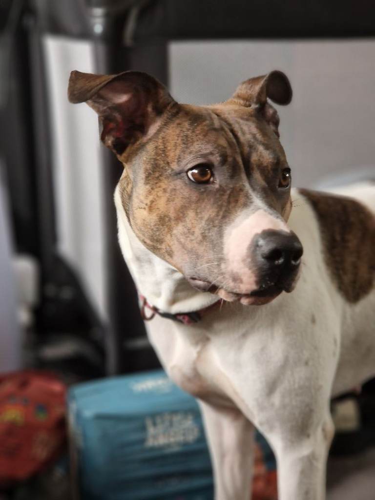 Staffordshire bull terrier