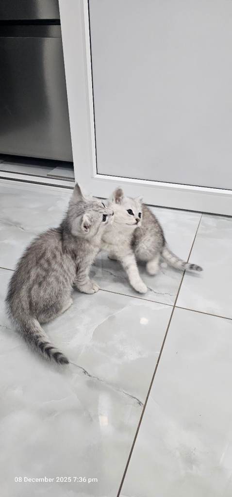 kittens 2 lovely girl available for new house 