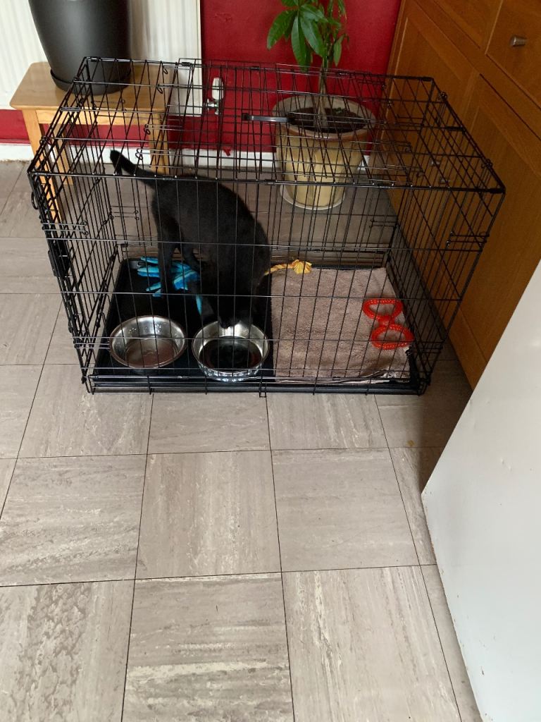 XL dog crate