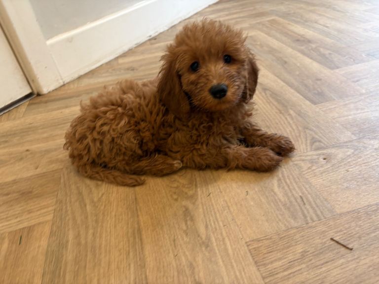 Puppy for sale 