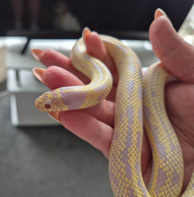 Albino california king snake