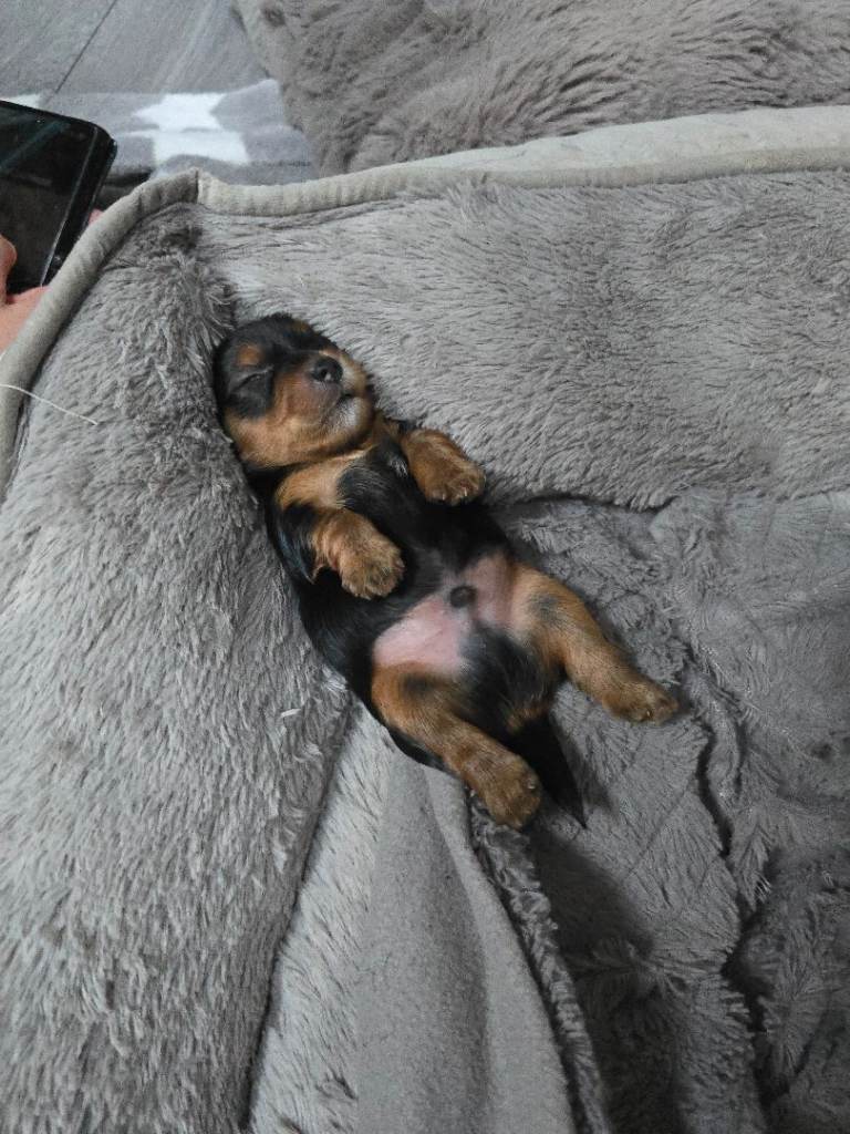 Yorkshire Terrier Puppies for Sale 