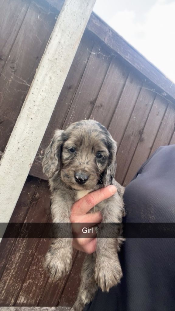 Cocker spaniel puppies | in Worksop, Nottinghamshire | Gumtree