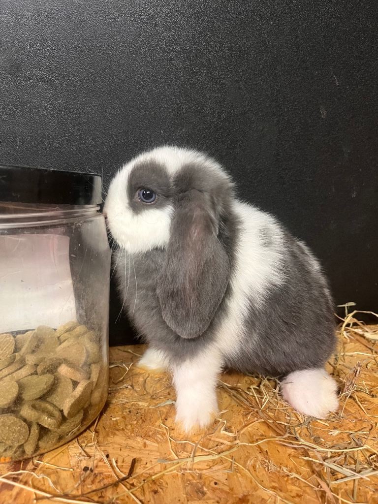 Mini Lop