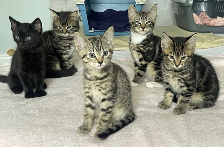 5 kittens, tabby, English short hair