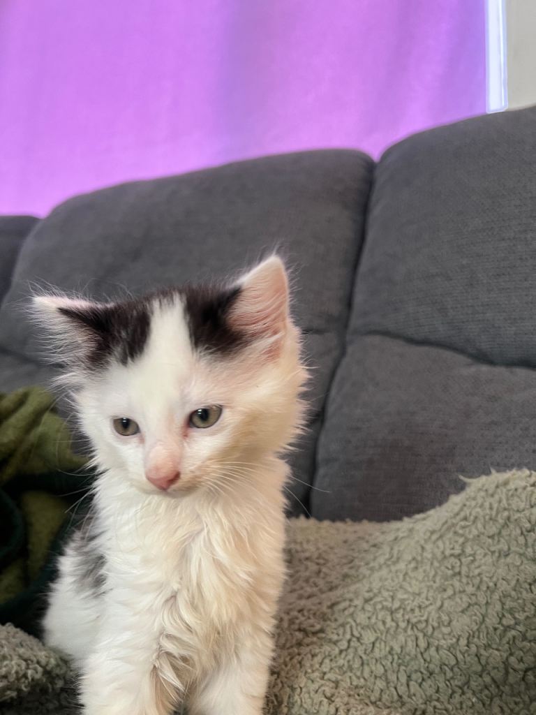 Kitten to sell