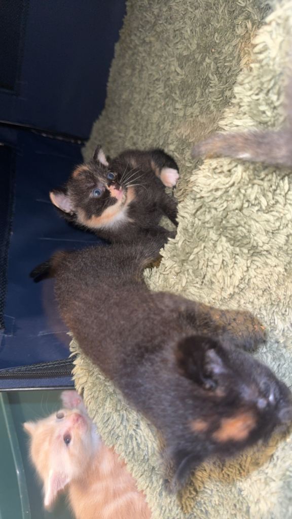 7 stunning kittens 