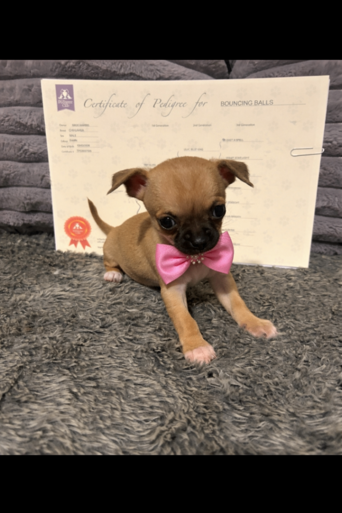 Pedigree chihuahua puppies 