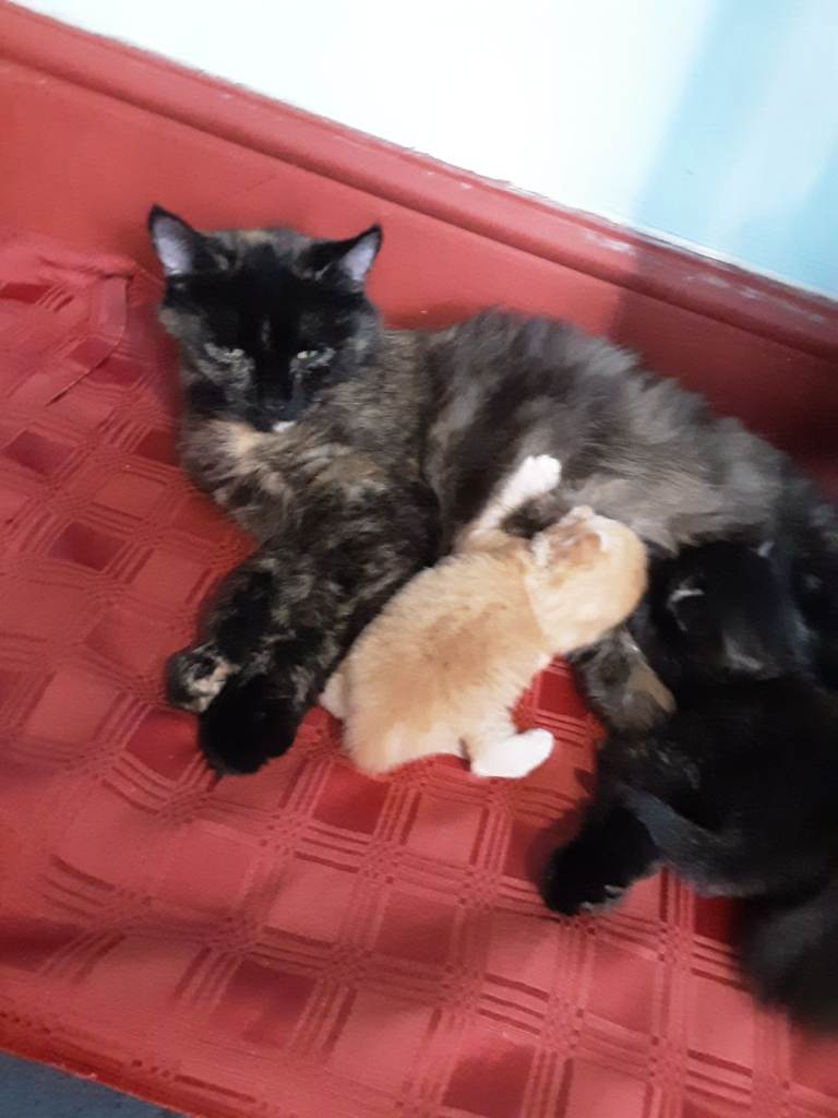 Playful Kittens for sale.