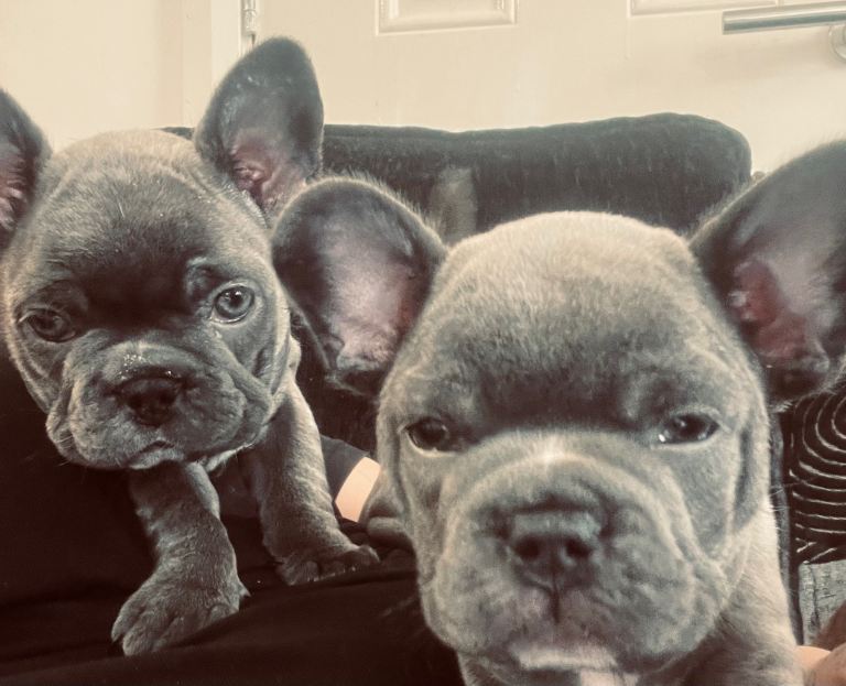 Female frenchie for sale 