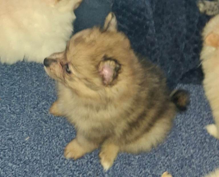 Pommeranian puppies
