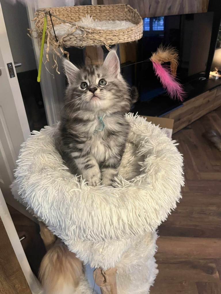 Pure Maine Coon Kittens *READY TO LEAVE**