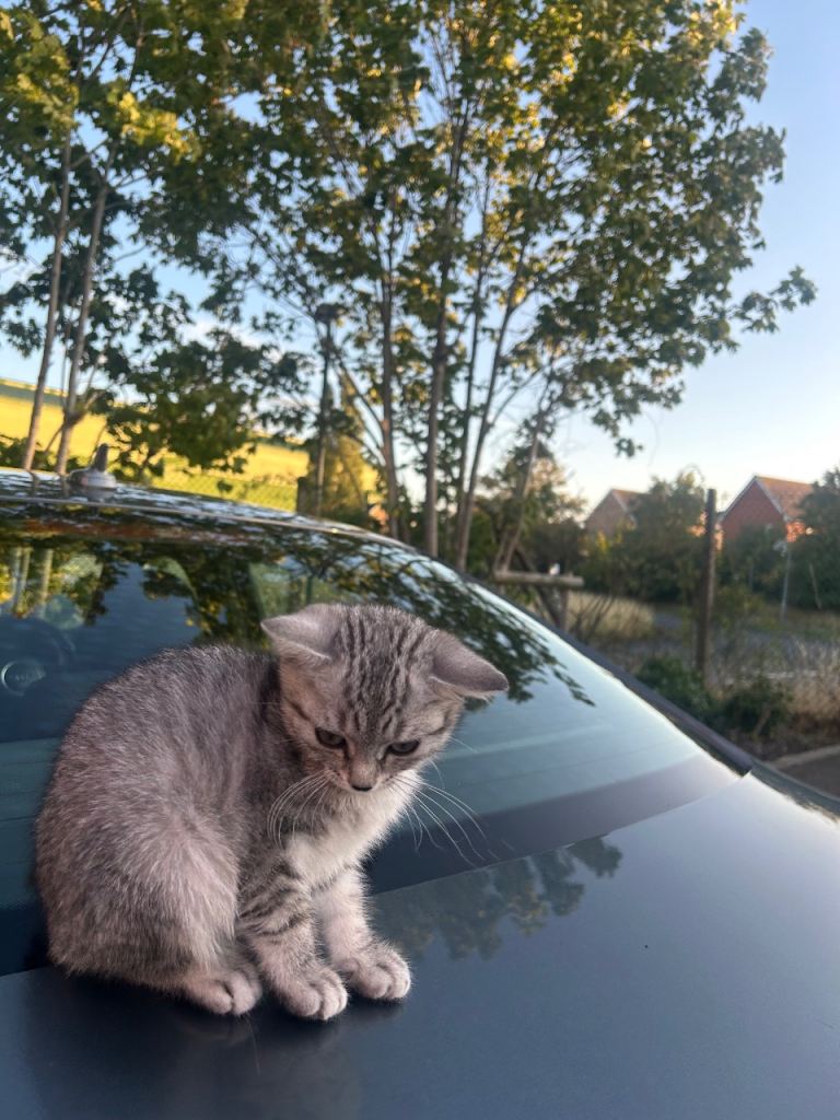 Cute Rare Kittens 