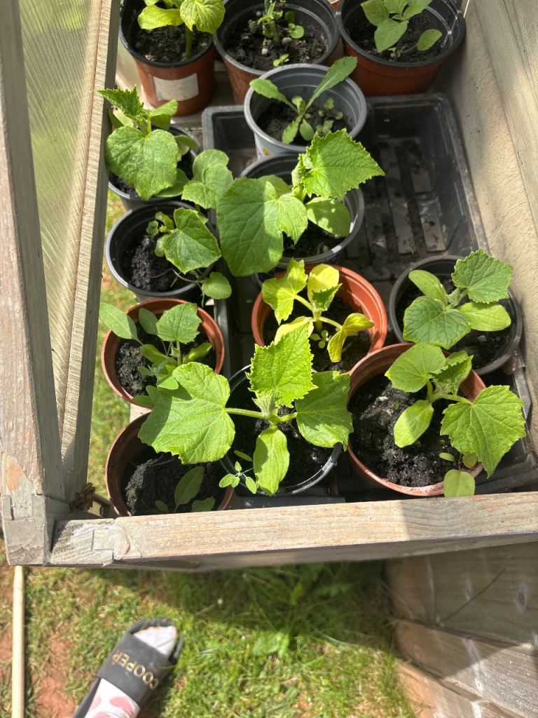 Cucumbers plants 