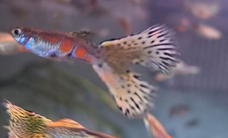 topaz/platinum mixed guppies 