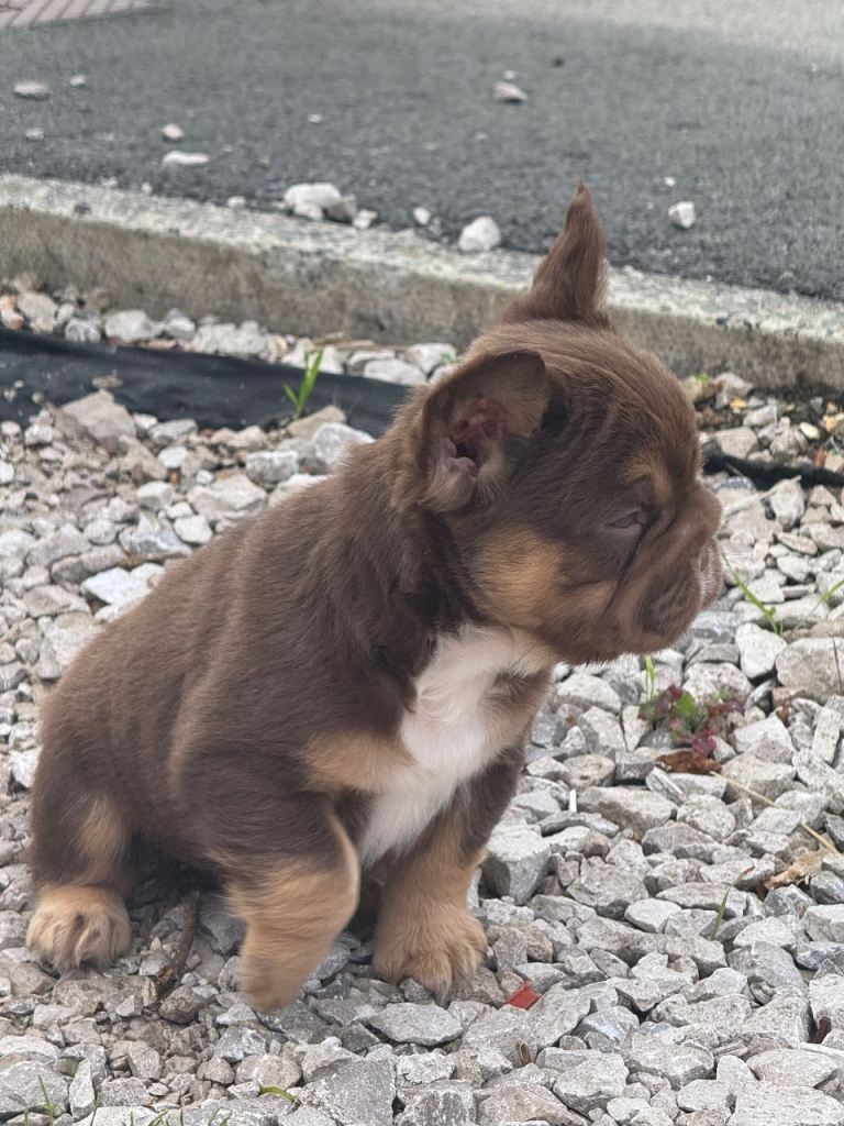 Unique French Bulldog Puppies Ready to Go
