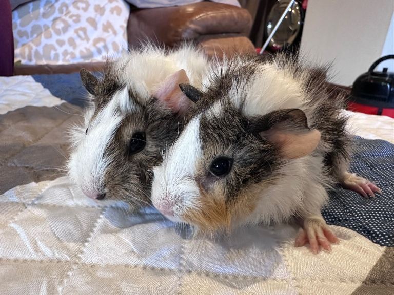 Baby brother boy guinea pigs aged 7 weeks