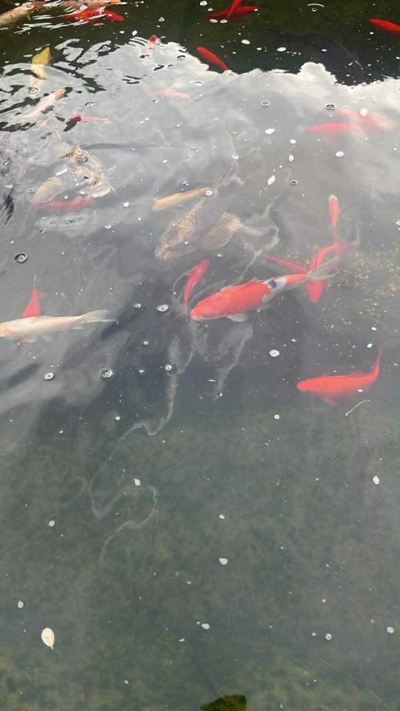 Koi carp 