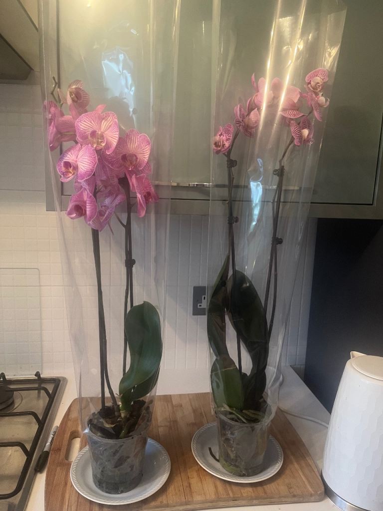 Pair of Pink and White Orchid Plants – Healthy & Vibrant