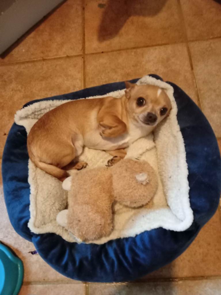 Chihuahua dog for dale