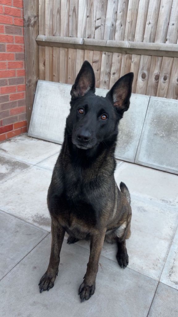 Belgian Malinois puppy 