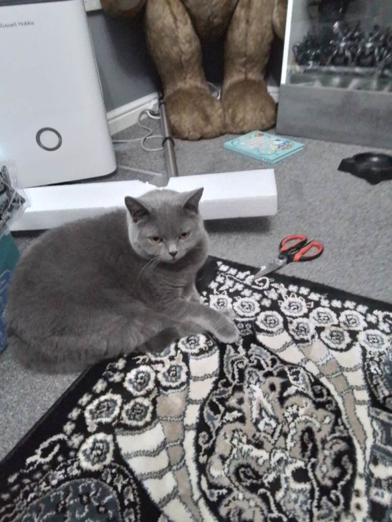 2 x BRITISH SHORTHAIR
