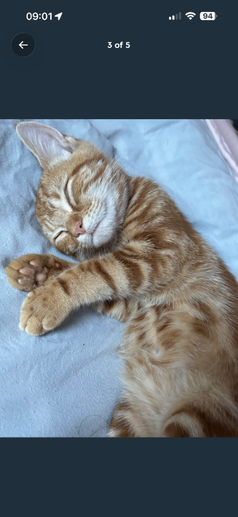 Ginger female kitten for sale 