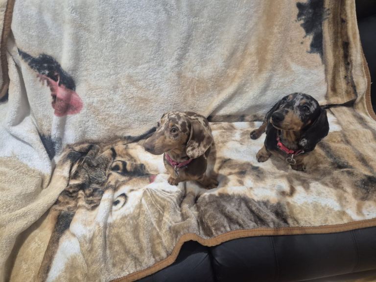 🐶🐶 2 female Dachshunds 4 1/2 months old