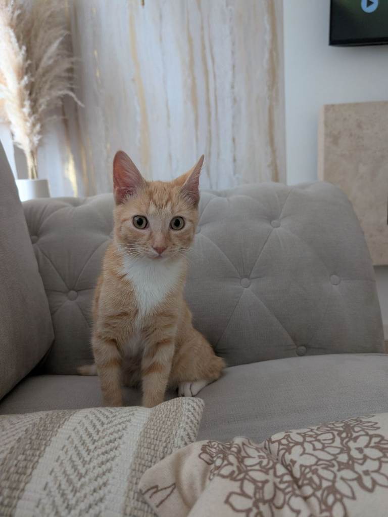 Ginger kitten ready for new home