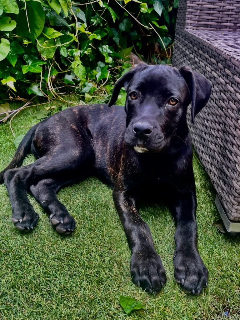 Cane corso 